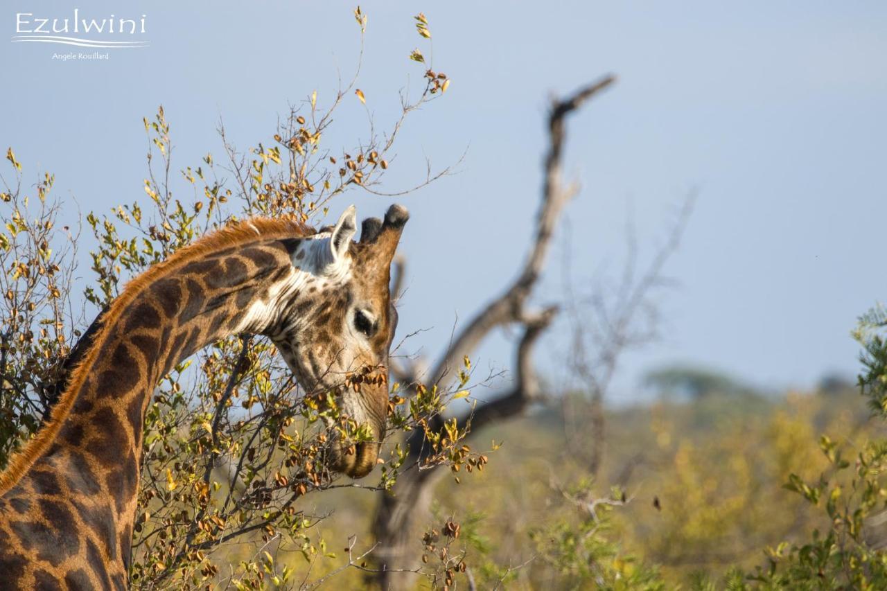 Ezulwini Game Lodges Mica Exteriér fotografie