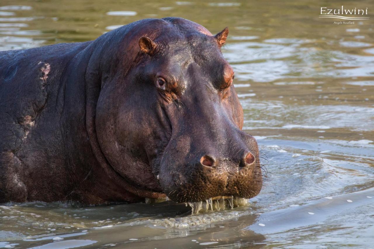 Ezulwini Game Lodges Mica Exteriér fotografie