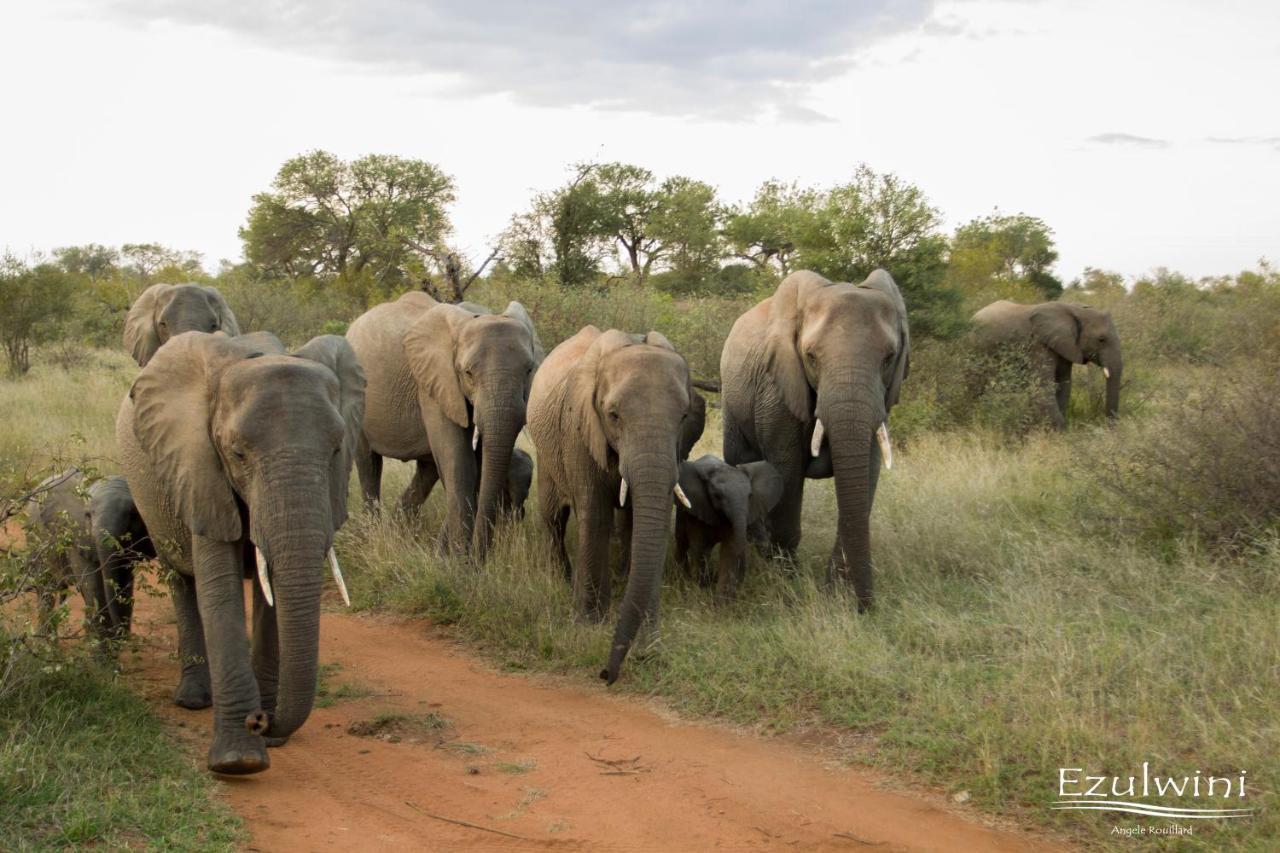 Ezulwini Game Lodges Mica Exteriér fotografie