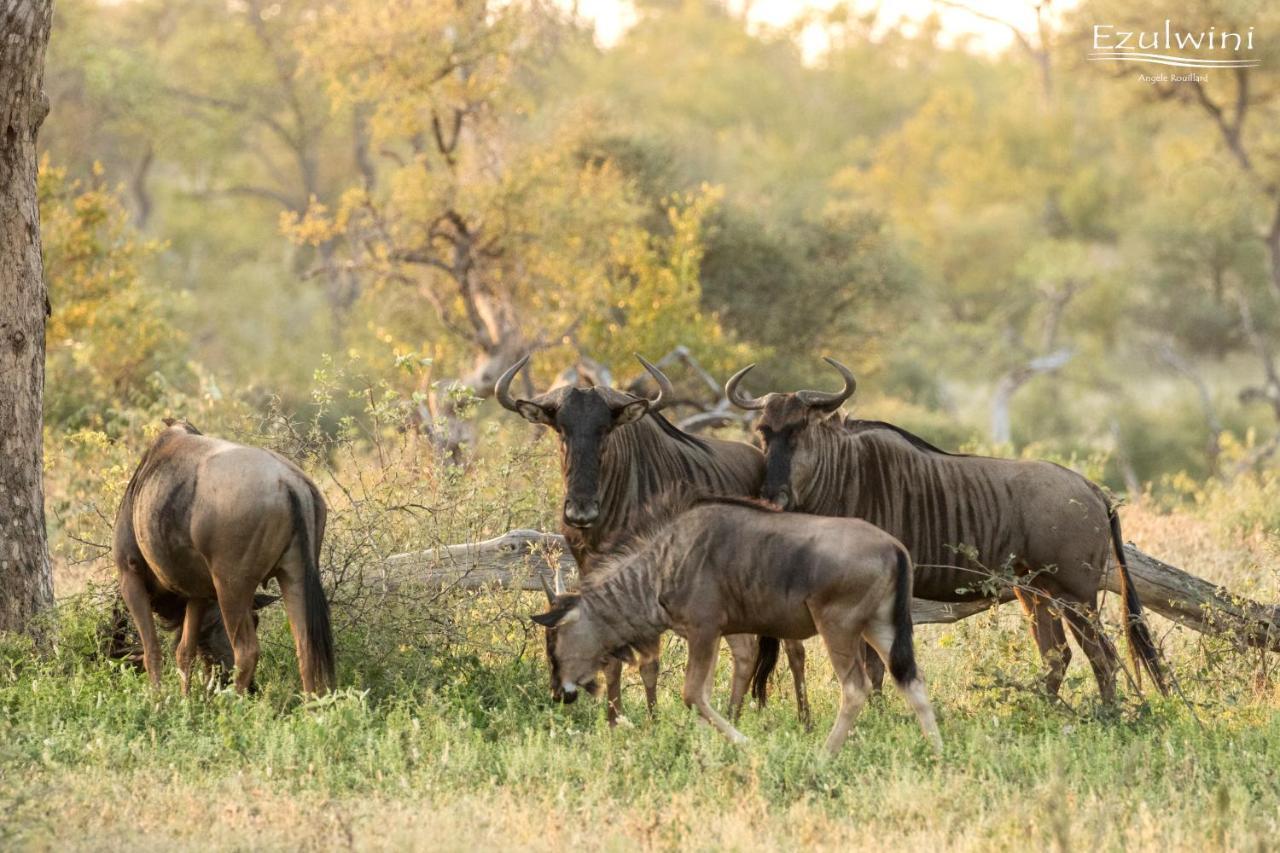 Ezulwini Game Lodges Mica Exteriér fotografie