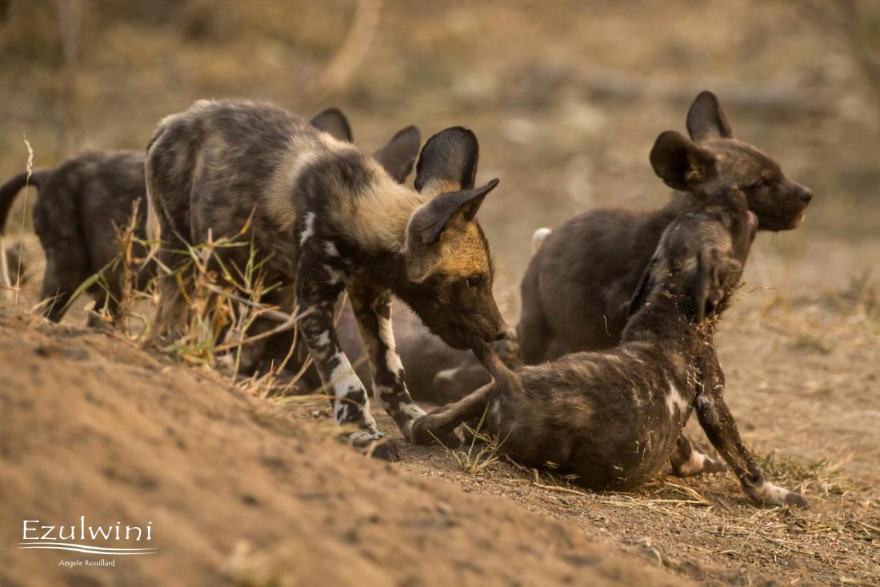 Ezulwini Game Lodges Mica Exteriér fotografie
