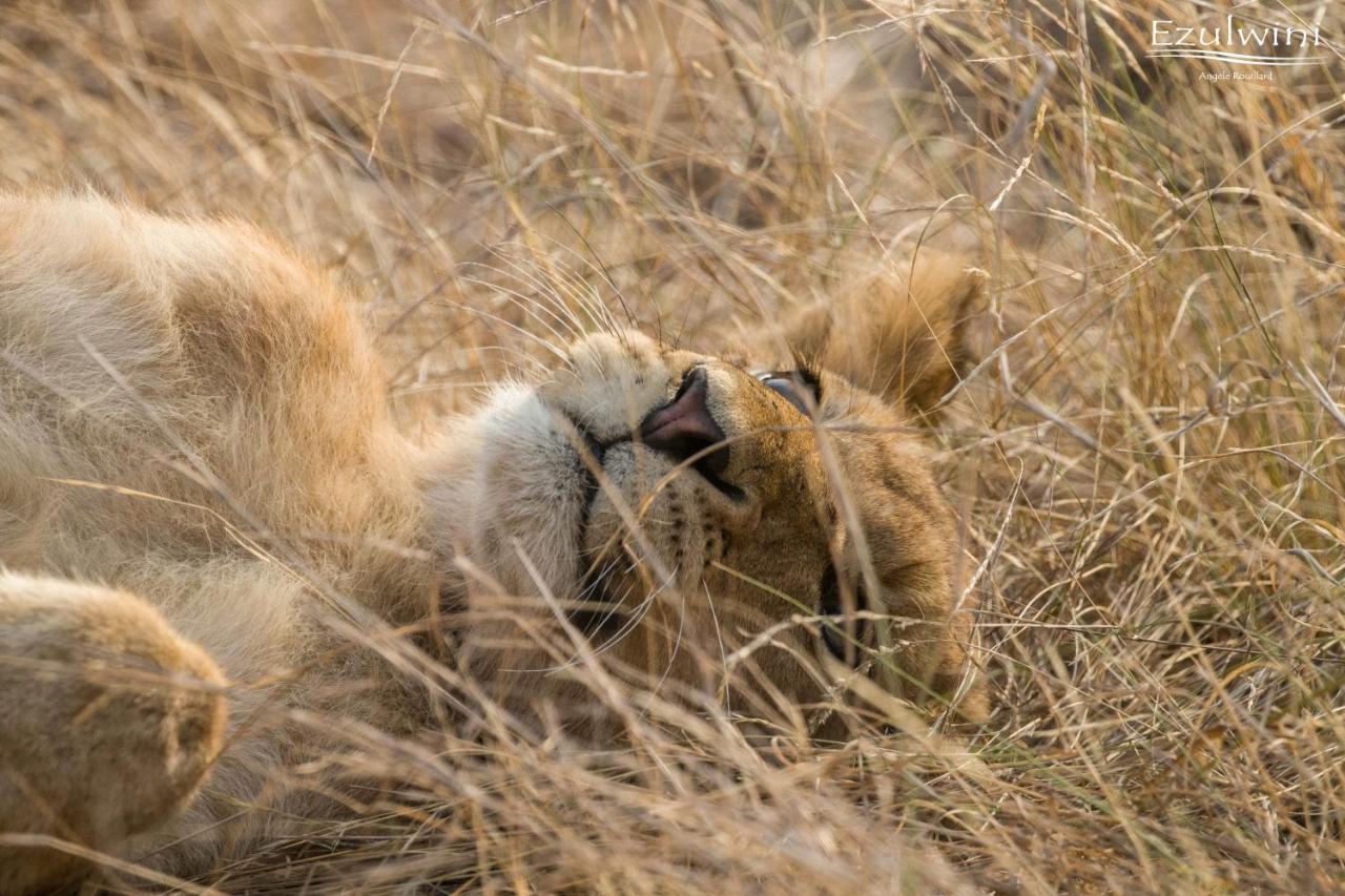 Ezulwini Game Lodges Mica Exteriér fotografie