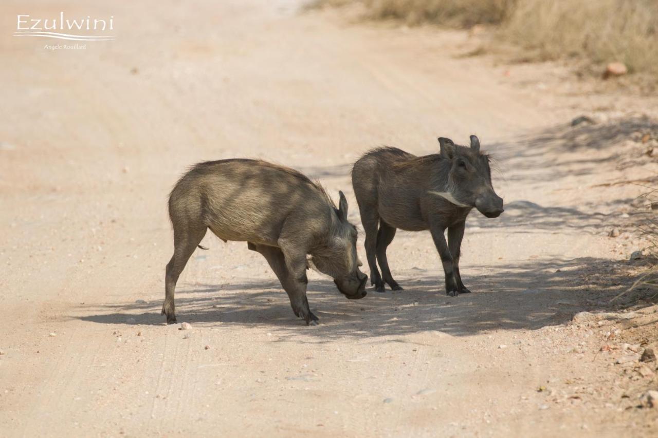 Ezulwini Game Lodges Mica Exteriér fotografie